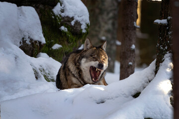 Naklejka premium Eurasian wolf have a rest on the snow. Wolfs in the wood. European wildlife during winter. 