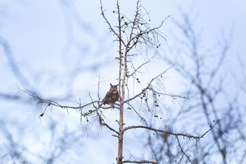 Fototapeta na wymiar Eurasian biggest owl. Eagle owl on the branch. Curious owl in the forest. European wildlife during winter.