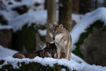 Obraz premium Eurasian wolf have a rest on the snow. Wolfs in the wood. European wildlife during winter. 