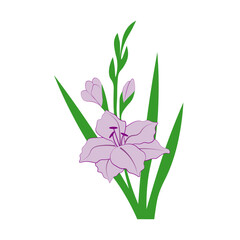 Fototapeta na wymiar Large purple gladiolus flower with two flower buds and green leaves on a white background.