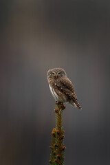 Eurasian smallest owl. Eurasian pygmy owl on the branch. Small brown bird in Europe. European wildlife during winter.