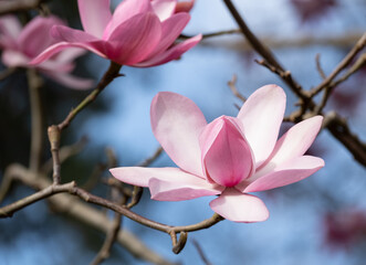 Close up of beautiful pink flowers of the Magnolia Campbellii tree, photographed in the RHS Wisley...