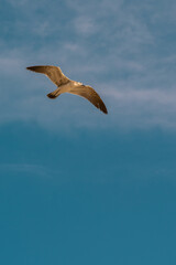 Seagull flying in a blue sunny sky