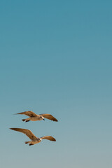 Seagulls flying in a blue sunny sky