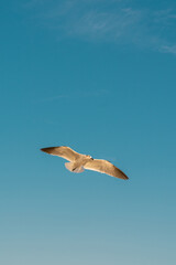 Seagull flying in a blue sunny sky	
