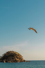 Seagull flying in a blue sunny sky with a beautiful island in the background