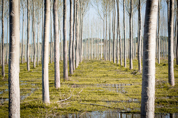 Campo de árboles altos verticales (Arboleda)