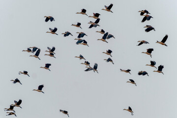lesser whistling duck, Padma river, Rajshahi, bangladesh