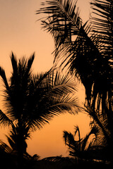 silhouette of palm trees with beautiful sunset