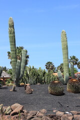 Saguaro Cactus on a botanical garden