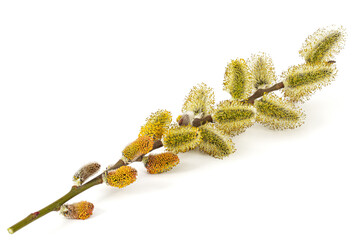 Blossoming pussy-willow twig, isolated on white background