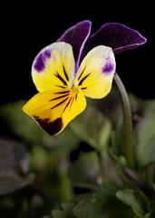 Viola tricolor, lat. Johnny Jump up, or Viola cornuta, lat. Horned Violet, isolated on black background