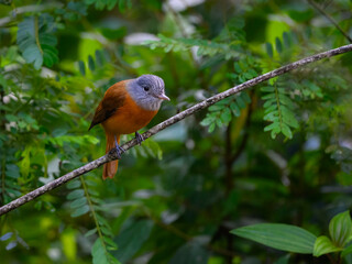 Gray-hooded Attila on tree branch in Atlantic Forest, Brazil