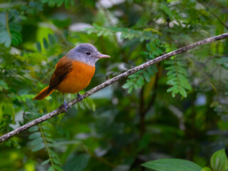 Gray-hooded Attila on tree branch in Atlantic Forest, Brazil