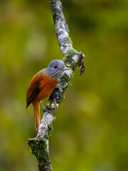 Gray-hooded Attila on stick in Atlantic Forest, Brazil