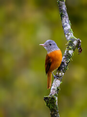 Gray-hooded Attila on stick in Atlantic Forest, Brazil