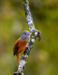 Gray-hooded Attila on stick in Atlantic Forest, Brazil