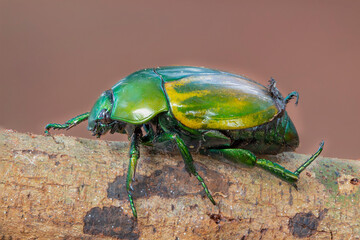 Brazilian Insect /
This insects is very rare in brazilian savannah.