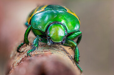 Brazilian Insect /
This insects is very rare in brazilian savannah.