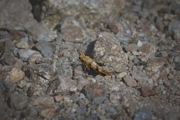 Selective blur on a closeup of a blue winged grasshopper, camouflaging in grey in front of rocks in Romania. Called oedipoda caerulescens, it's a common grasshopper in Europe.