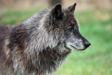 Wolfdog in profile - Canada