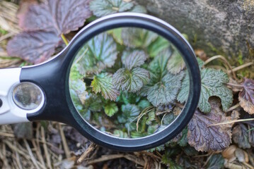 black magnifying glass magnifies green small plant sprouts outdoors in nature
