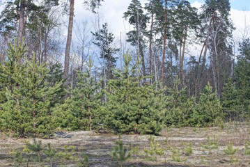 small green coniferous pine trees in the spring forest