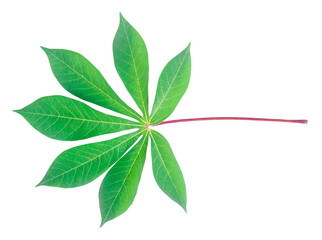 Top view photo of front side of single cassava leaf isolated on white background with clipping path in png format