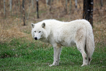 Obraz na płótnie Canvas White arctic Wolfdog - Canada