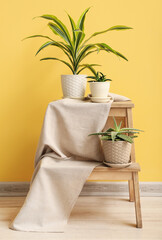 Stepladder with green houseplants near yellow wall in room