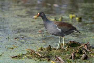 Common Gallinule