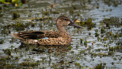 Blue-winged Teal