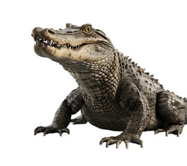 Fototapeta premium isolated on trancrocodile isolated black backgroundsparent background.