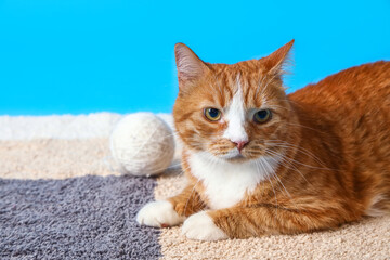 Funny red cat with ball of thread lying on carpet