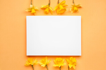 Beautiful narcissus and rectangular blank card on color background