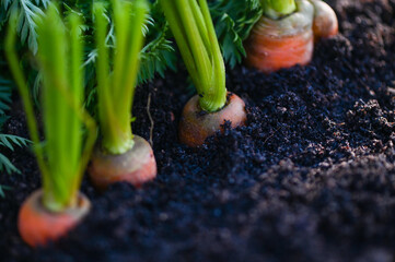 carrots growing in the soil organic farm carrot on ground , fresh carrots growing in carrot field...
