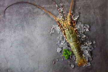 spiny lobster seafood on ice, fresh lobster or rock lobster with herb and spices lemon parsley on...