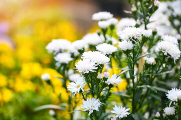 White flowers in the garden Marguerite, Marguerite Michaelmas Daisy, Boston Daisy, Paris Daisy,...