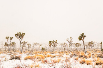 Mojave winter