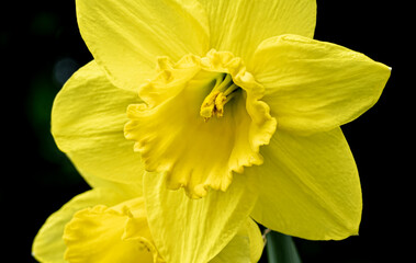 Closeup view of a yellow daffodil flower with intricate stamen detail