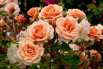 A beautiful cluster of apricot blooms in a natural setting. Rosa 'Impala' (Korsternfue) is a floribunda rose bred by Kordes Roses.