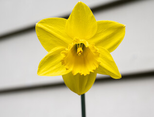 Yellow daffodil flower with intricate stamen detail