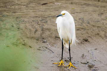 White heron or Little egret close-up on the beach