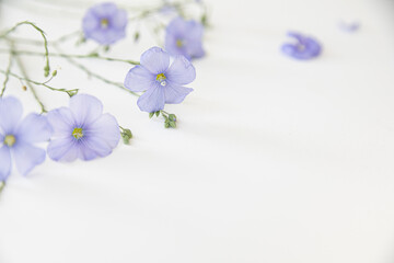 Blooming flax flowers on a white background.