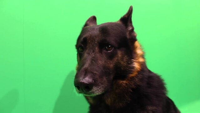German Shepherd Closeup, German Shepherd Green Screen Closeup, GSD, German Shepherd