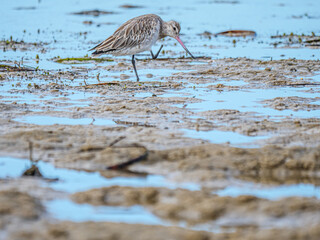 Curlew Lifts Foot
