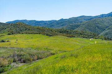 Fototapeta premium Clear blue skies and lush green grass after lots of rain in Southern California. Pictures taken midday during a hike in Spring season at Rancho Sierra Vista/Satwiwa