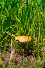 Wild mushrooms growing in southern california after a lot of rain. Green grass and other little plants seen in the picture.