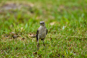Mockingbird standing on grass