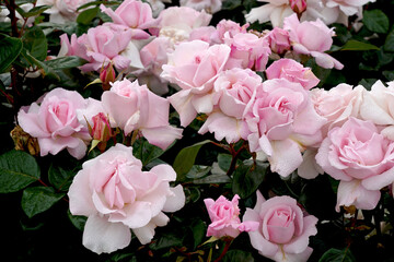 Rosa 'First Crush' (Kormaccap).  A pink floribunda rose bred by Kordes Roses.  Part of the Parfuma Collection.